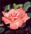 Pink Rose